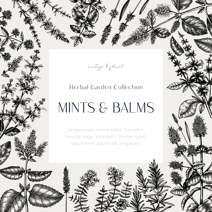 Mints and balms vintage design. Hand sketched aromatic and medicinal herbs frame. Mint plants frame in vintage style. Perfect for herbal tea ingredients, recipe, label, packaging.